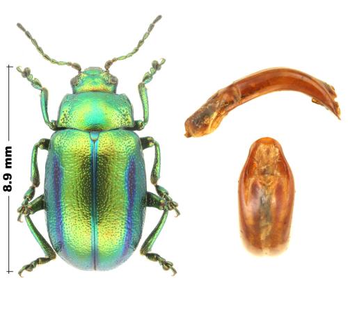 Oreina gloriosa
